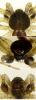 Philodromus dispar